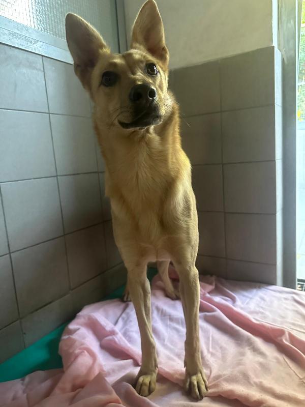 MANUEL DOLCE E TIMIDO Foto 10